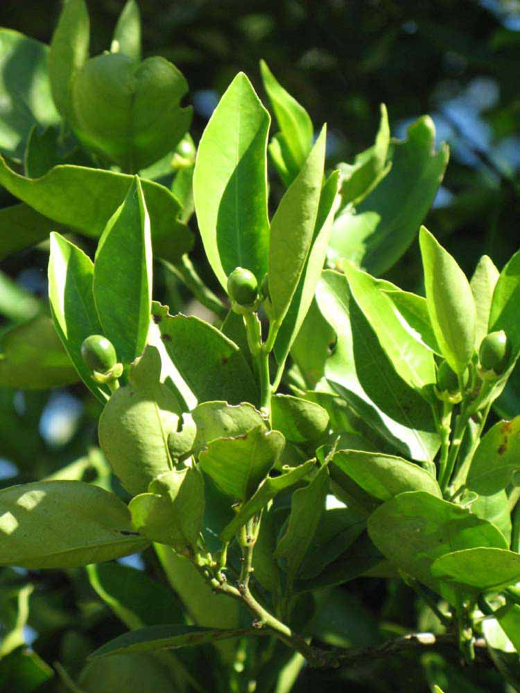                           Sun leaves (Winter Haven, FL)       